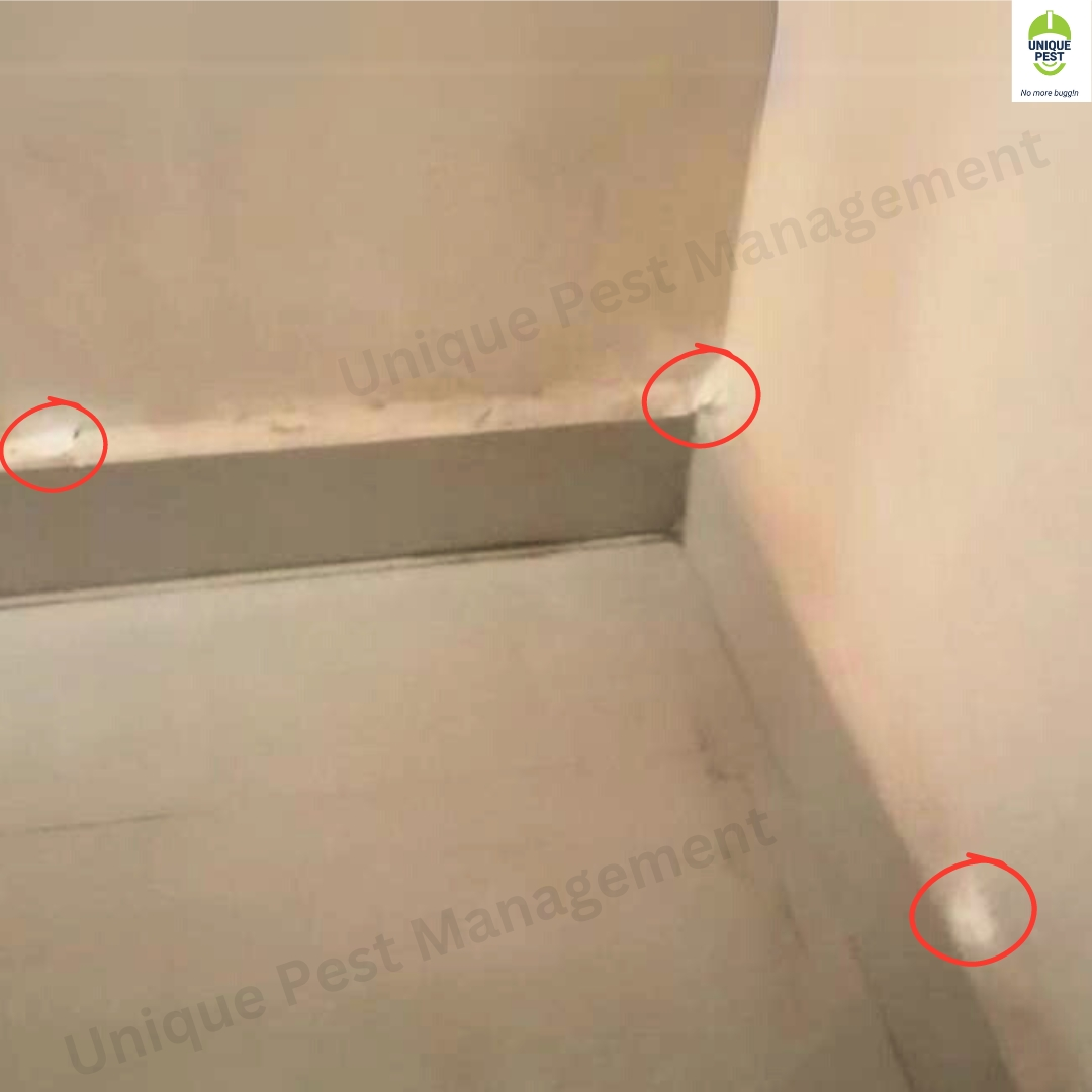 Termite Control Chemical Seal
