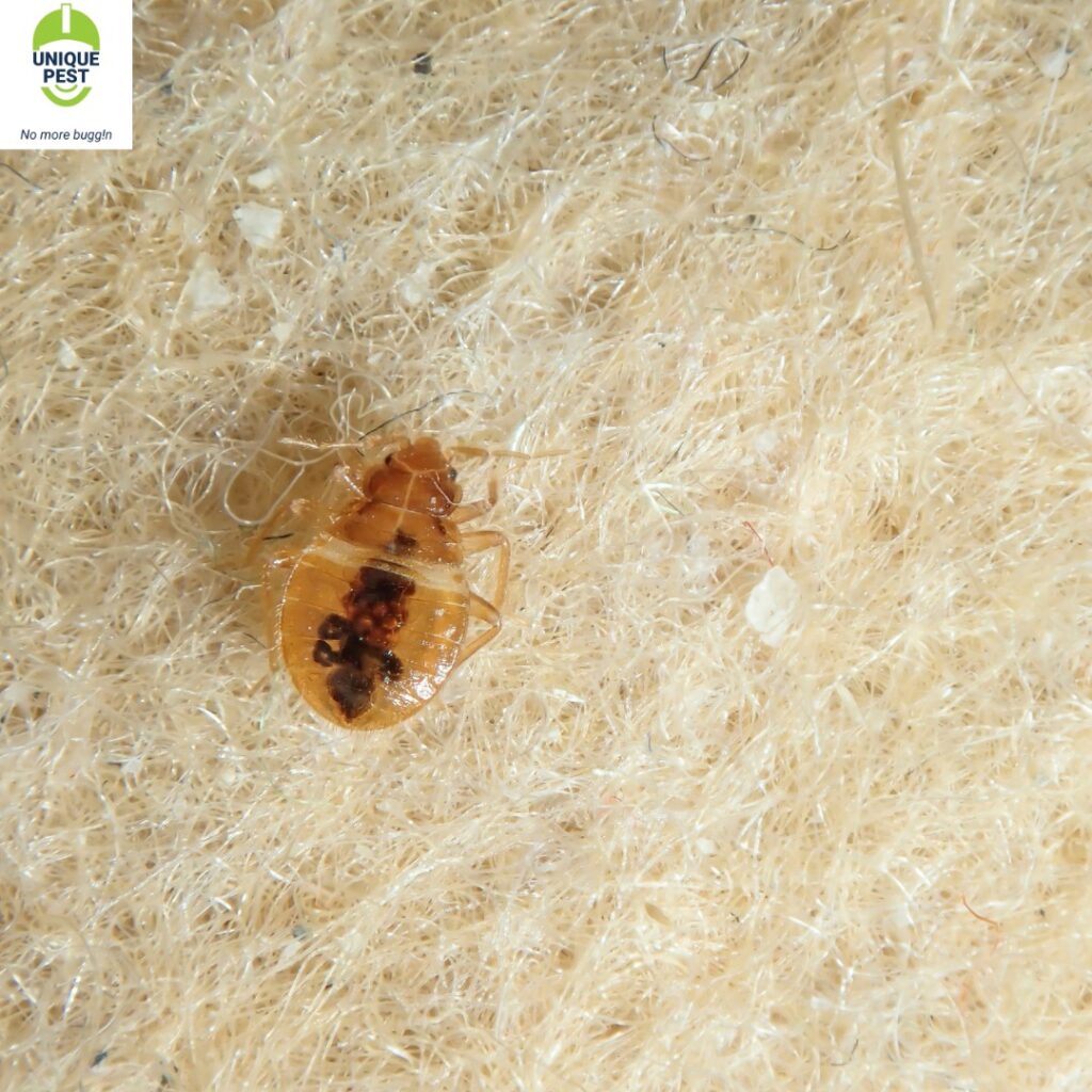 Bed bug in bed - Pest control services