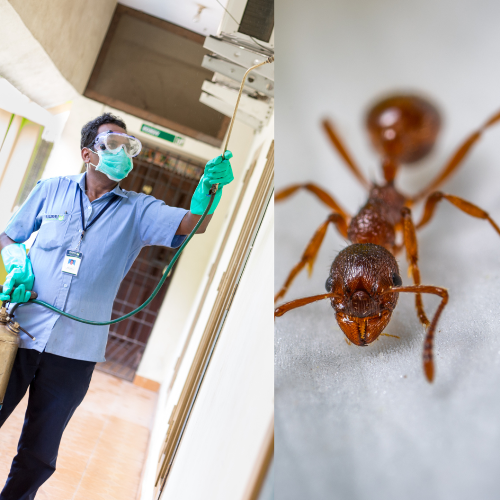 Ant Control Service