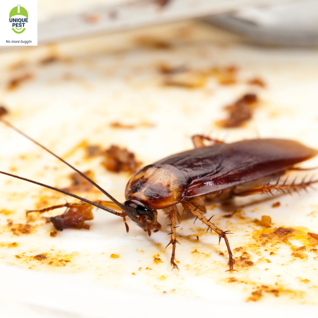 Cockroach nuisance