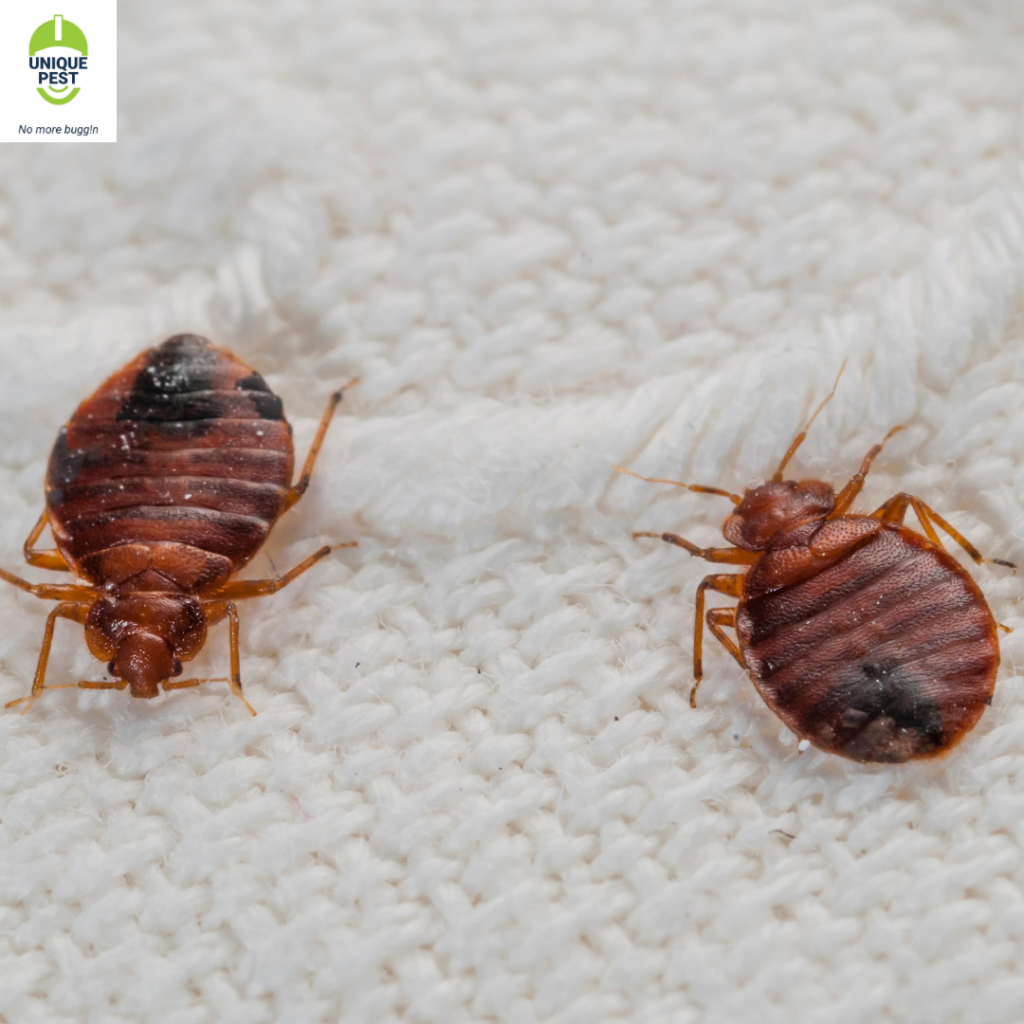 Bed bug