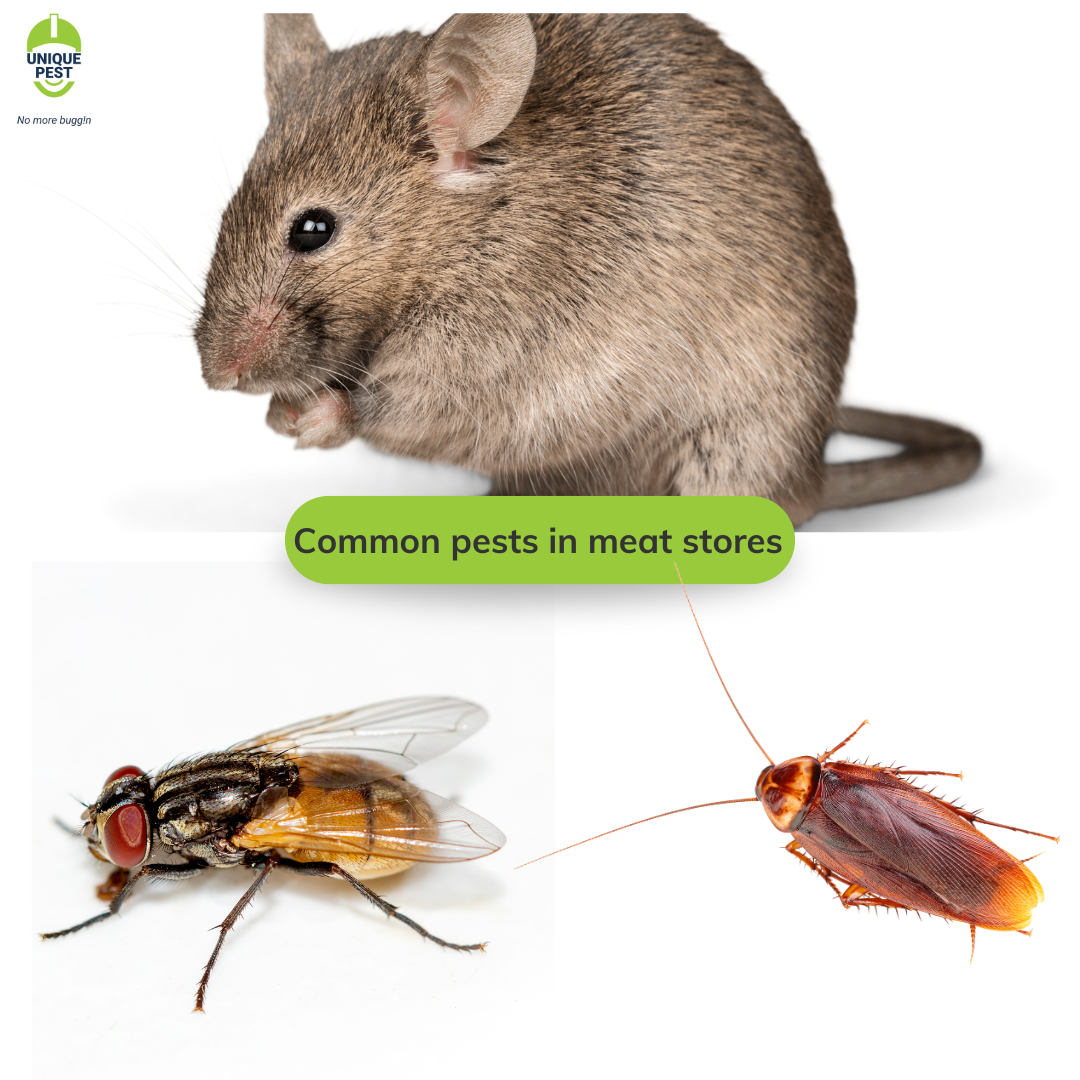 Common pests in meat store
