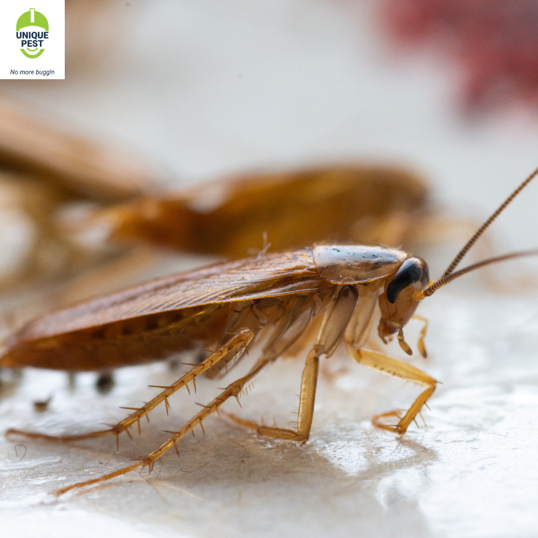 Cockroach