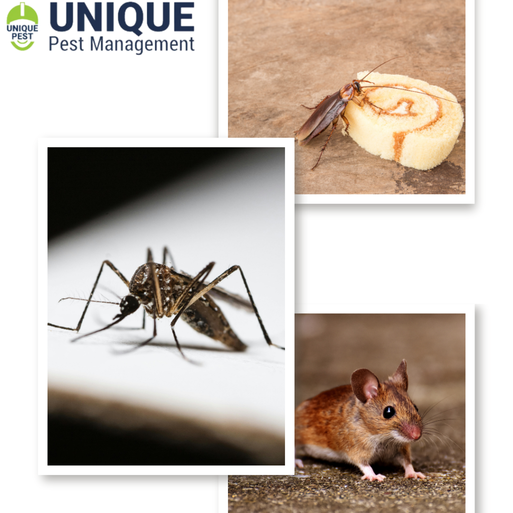Pests hiding spots