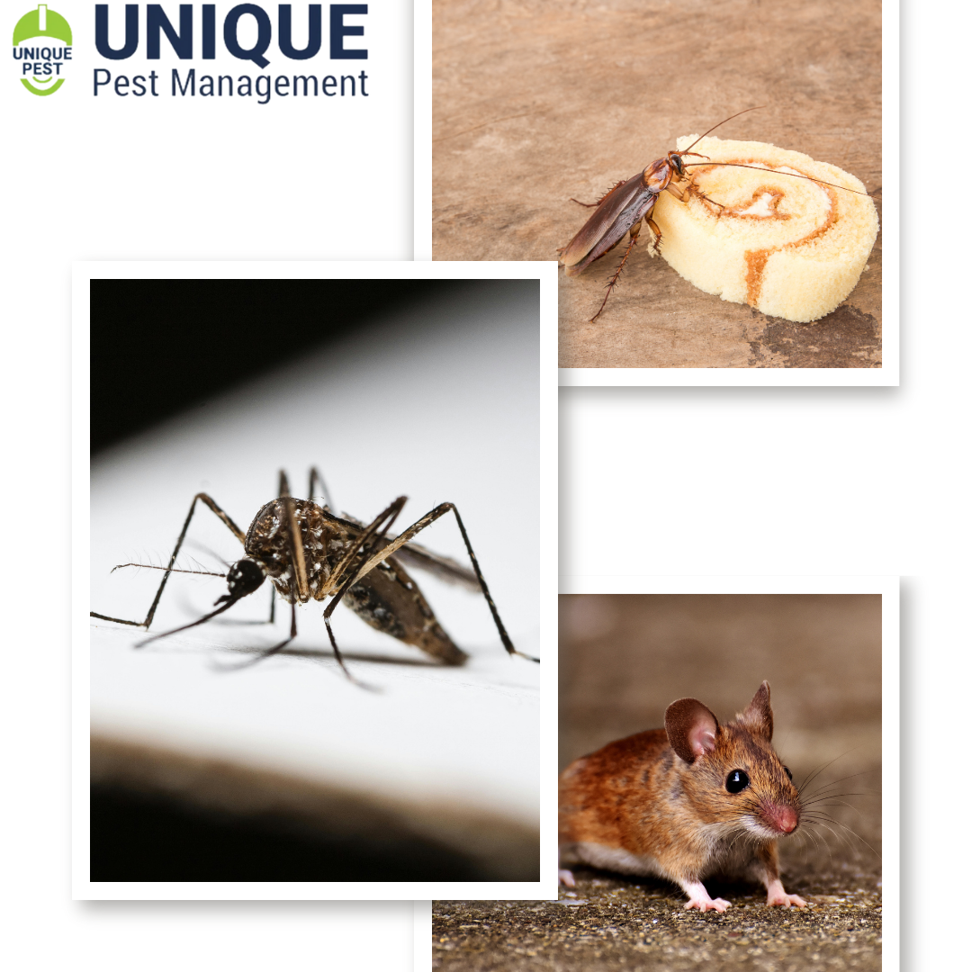 Pests hiding spots