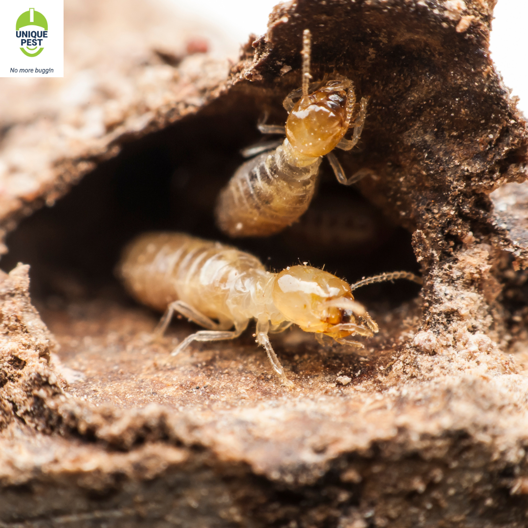 Termite damage
