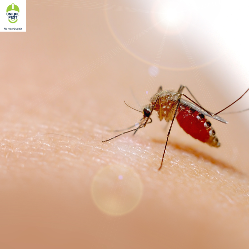 mosquito